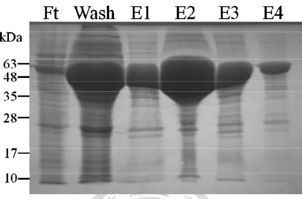 Figure 10. SDS-PAGE check for the amylose-resin-pulled down fusion protein 