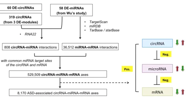 Figure 3. Identification processes of the potential ASD-associated circRNA-miRNA-mRNA axes