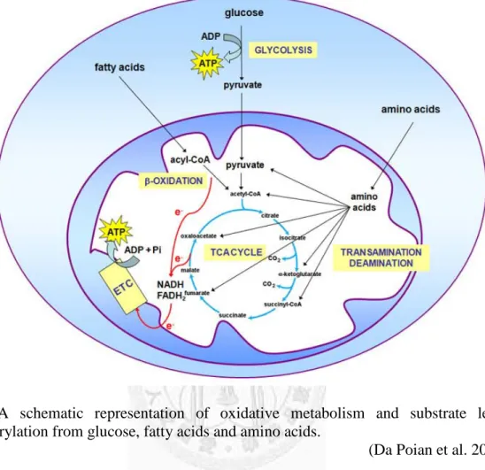 Fig  1  A schematic representation of oxidative metabolism and substrate  level  phosphorylation from glucose, fatty acids and amino acids