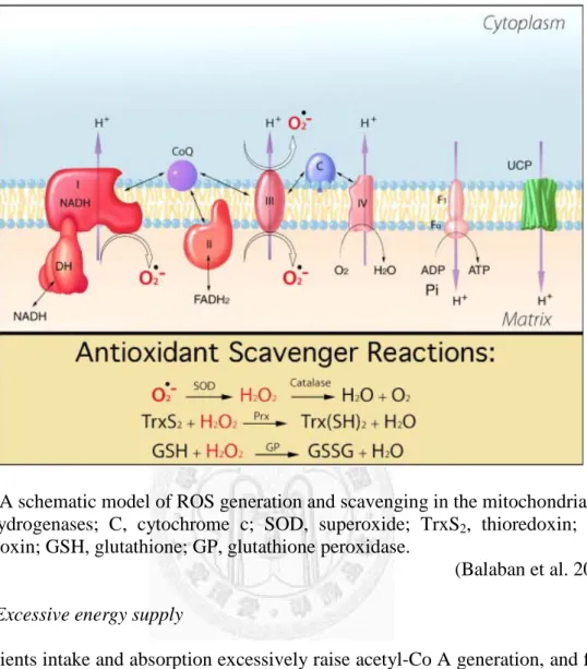Fig 2 A schematic model of ROS generation and scavenging in the mitochondria. 