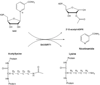 Fig 4 A stoichiometry of the Sir2/SIRT1 reaction 