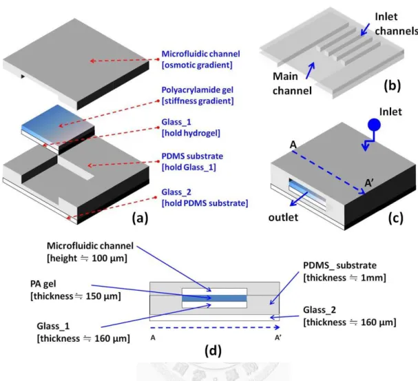 Fig. 2.1: Schematic of the dual mechanical cues device (not to scale). (a) Main 