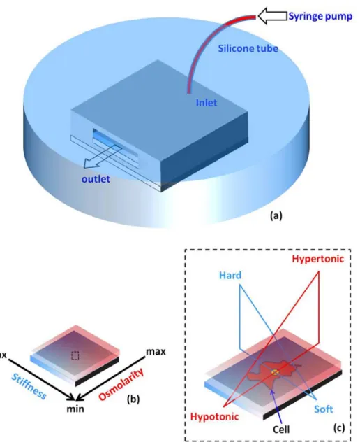 Fig. 2.2: Schematic of device operation, dual gradients and signals sensed by the cell 