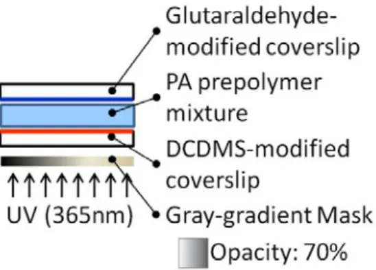 Fig. 2.5: Polymerization of PA gel. The PA prepolymer solution sits in between GA 