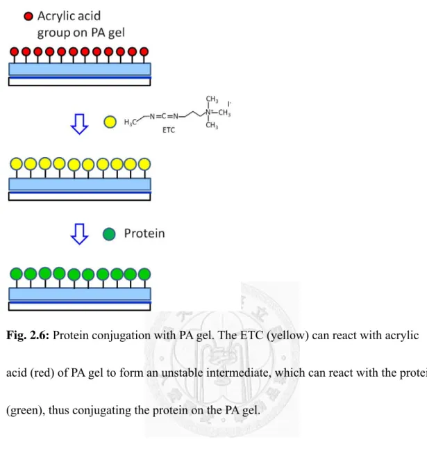 Fig. 2.6: Protein conjugation with PA gel. The ETC (yellow) can react with acrylic 