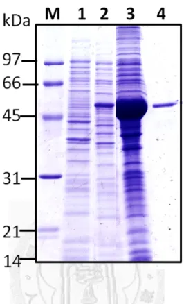 Figure 2. Expression and purification of AlpA recombinant protein.   