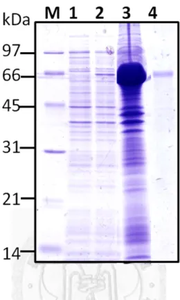Figure 3. Expression and purification of SabA recombinant protein.   