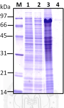Figure 4. Expression and purification of BabB recombinant protein.   