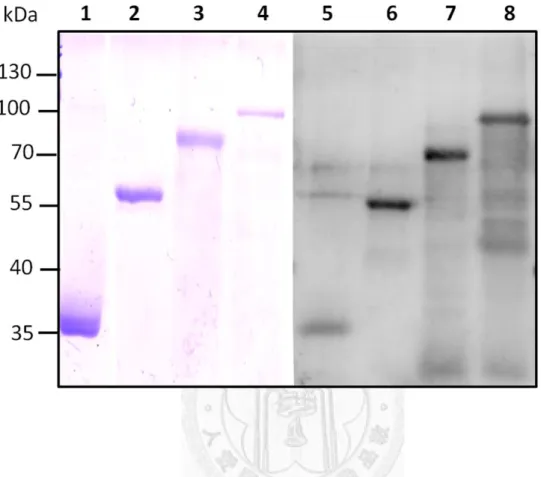 Figure 5. Immunoreactivity of the recombinant proteins.   