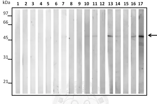 Figure 7. Immunoblotting of AlpA recombinant protein using serum samples.   