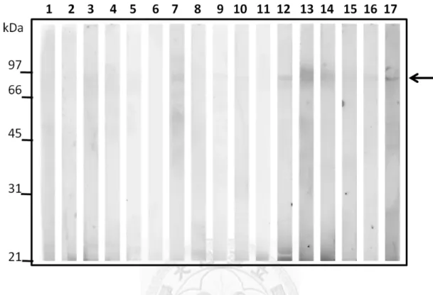 Figure 9. Immunoblotting of BabB recombinant protein using serum samples.   
