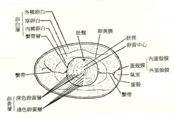 圖 1-1  雞蛋之構造。  (張，1999)  Figure 1-1 The structure of hen egg. 