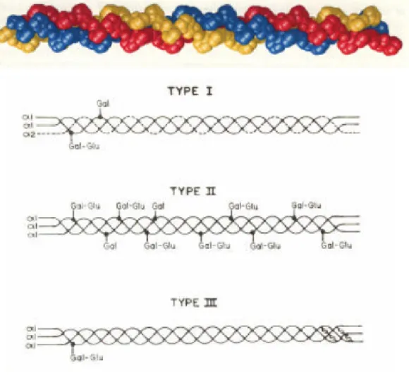 Figure 1-5 The triple helix structure of collagen. 