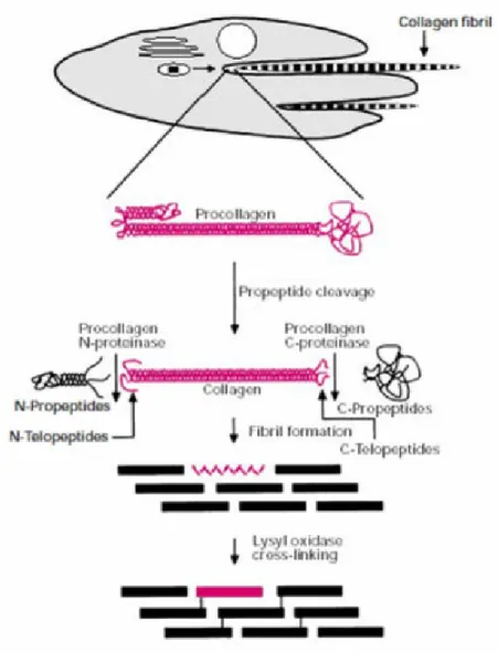 Figure 1-7 Product of monomer and cross-link of collagen. 