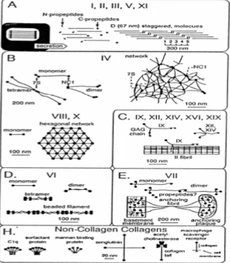 Figure 1-8 The pattern classification of collagen. 