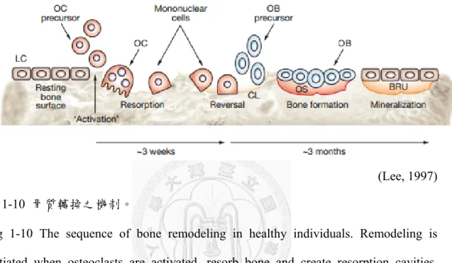 Fig 1-10 The sequence of bone remodeling in healthy individuals. Remodeling is  initiated when osteoclasts are activated, resorb bone and create resorption cavities