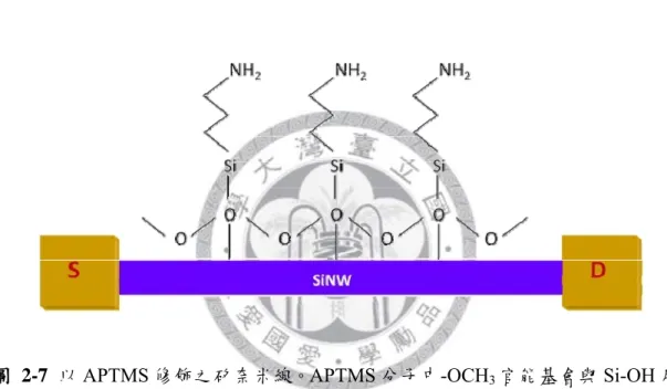 圖 2-7  以 APTMS 修飾之矽奈米線。APTMS 分子中-OCH 3 官能基會與 Si-OH 反 應，產生化學鍵結，與矽奈米線的表面連結。 