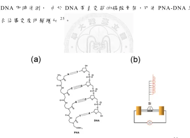 圖   1 - 10 (a) PNA 與 DNA 結 合 示 意 圖 。 (b)  實 驗 裝 置 。 2 5
