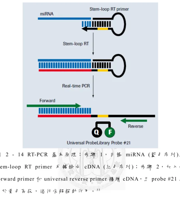 圖   2 - 14 RT-PCR 基 本 原 理 ： 步 驟 1， 目 標 miRNA ( 藍 色 序 列 )經 stem-loop RT primer 反 轉 錄 成 cDNA (紅 色 序 列 )； 步 驟 2， 加 入 的 forward primer 和 universal reverse primer 擴 增 cDNA，且 probe #21 結 合 於 黃 色 區 段 ， 進 行 水 解 探 針 作 用 。 3 3