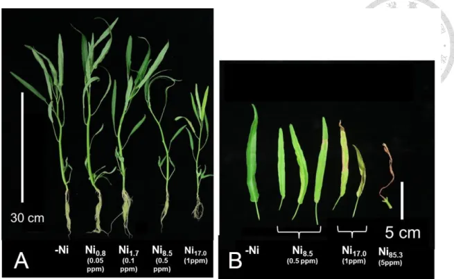 Fig. 2. Nickel toxicity symptoms on water spinach growth and leaf appearance 