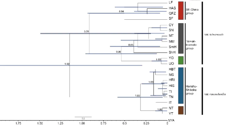 Fig. 2-3 Phylogeny of sampled C. ramondioides populations reconstructed by *BEAST2.   