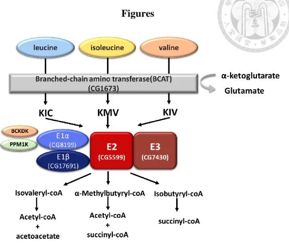 Figure 1. The branched-chain amino acid (BCAA) metabolic pathway    BCAAs are degraded first by BCAT and then the BCKDH complex, which is 