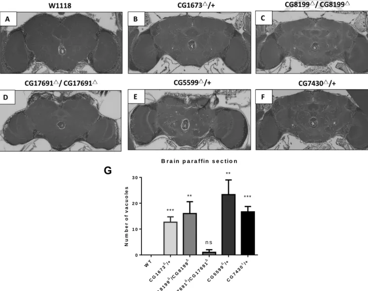 Figure 5. Flies brain paraffin section revealed neuron defects phenotype. 