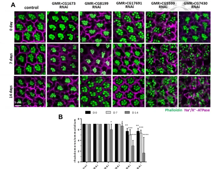 Figure 6. BCKDH RNAi lines demonstrate neuronal degeneration.   