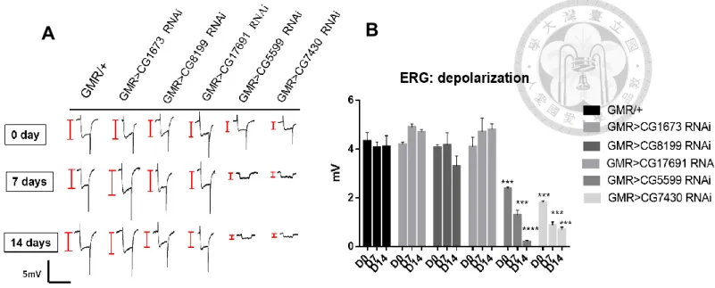 Figure 7. BCKDH RNAi lines demonstrate neuronal dysfunction.   
