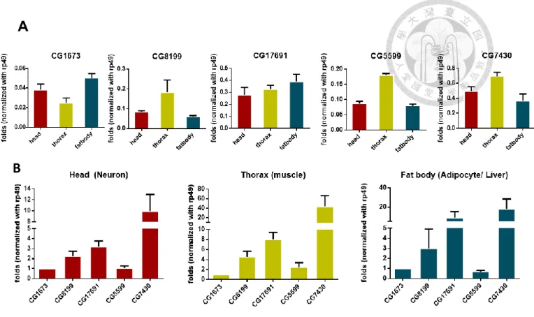 Figure  8.  BCKDH gene expression  distribution across  tissues. (A) BCKDH gene  expression  in  head,  thorax  and  fat  body  (N=20,  17,  5  respectively;  three  biological  repeats) of wild type Drosophila (w1118) quantified by qPCR mRNA abundance was