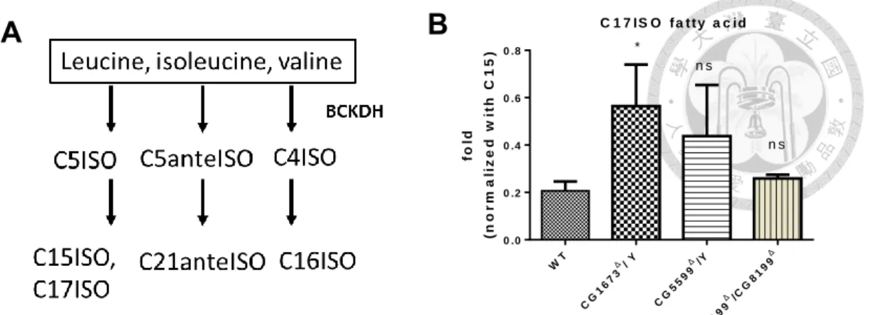 Figure 10. mmBCFA- C17 fatty acid increased in BCAT mutant compared to WT. 