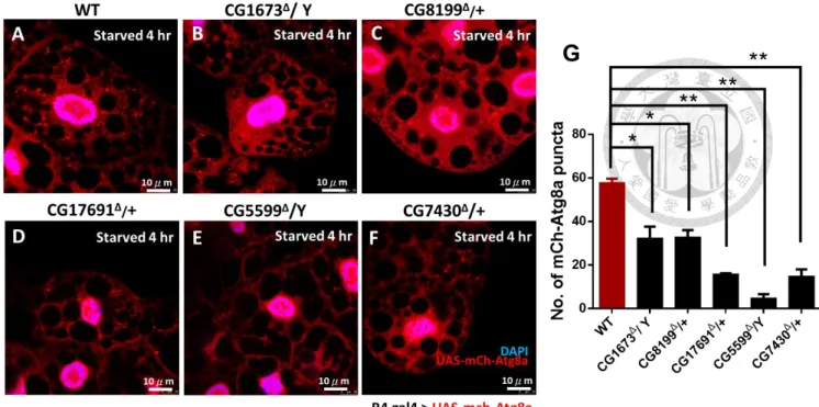 Figure 11. Decrease of Atg8a marker highlights autophagy misregulation in the  absence of BCKDH genes