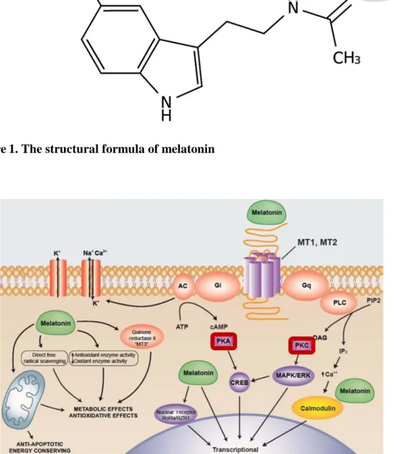Figure 2. Mechanisms of melatonin action (modified from Reiter et al., 2016). 