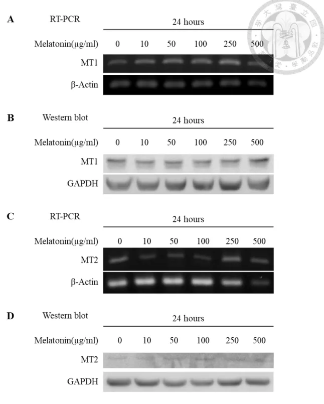 Figure 3. Expression of melatonin receptors (MT1, MT2) in apical papilla cells  treated with different concentrations of melatonin for 24hours
