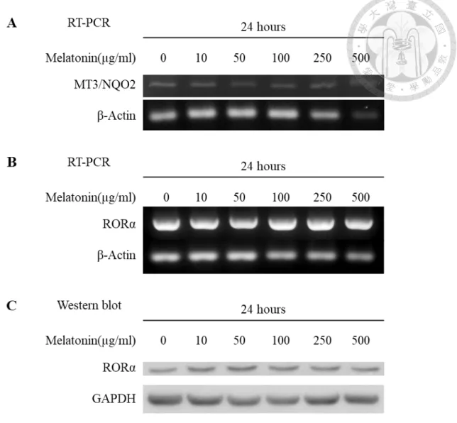 Figure 4 . Expression of melatonin receptors (MT3/NQO2, RORα) in apical papilla  cells treated with different concentrations of melatonin for 24hours