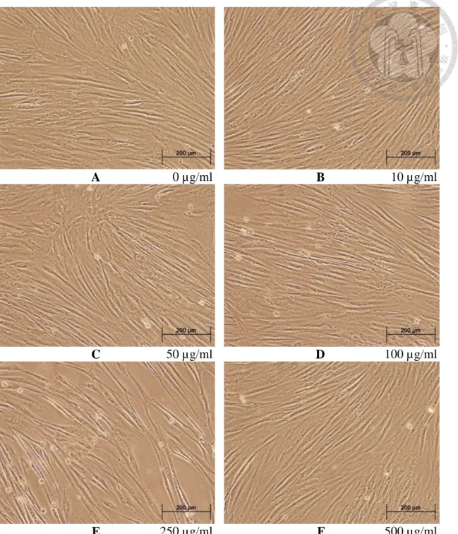 Figure 5. Morphological observation of apical papilla cells treated with different  concentrations of melatonin for 5 days