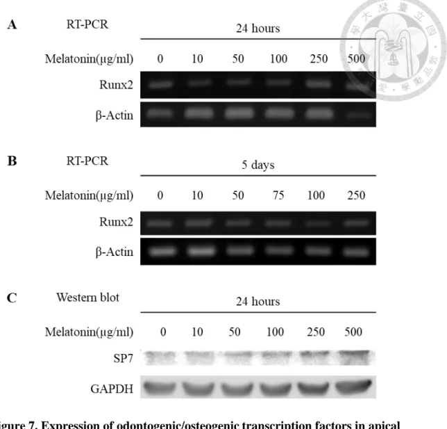Figure 7. Expression of odontogenic/osteogenic transcription factors in apical  papilla cells treated with different concentrations of melatonin