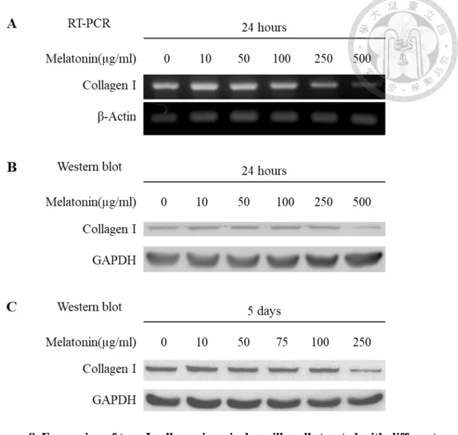 Figure 8. Expression of type I collagen in apical papilla cells treated with different  concentrations of melatonin