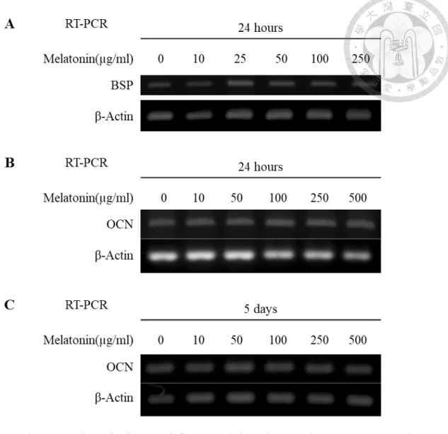 Figure 9. Expression of BSP and OCN mRNA in apical papilla cells treated with  different concentrations of melatonin