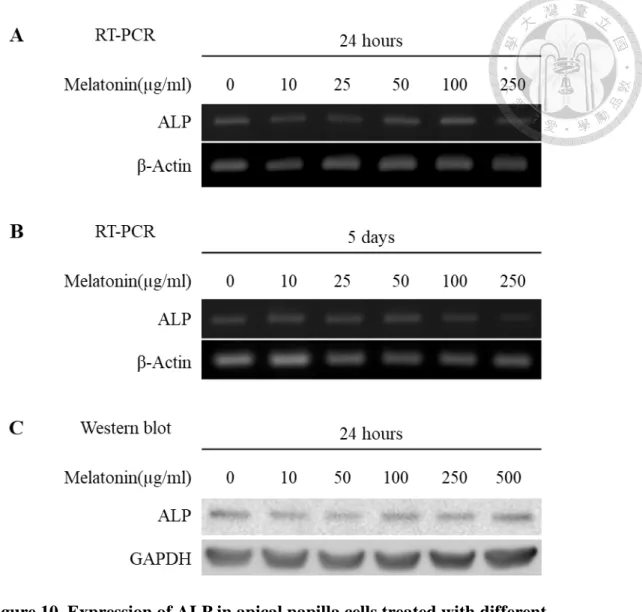Figure 10. Expression of ALP in apical papilla cells treated with different  concentrations of melatonin