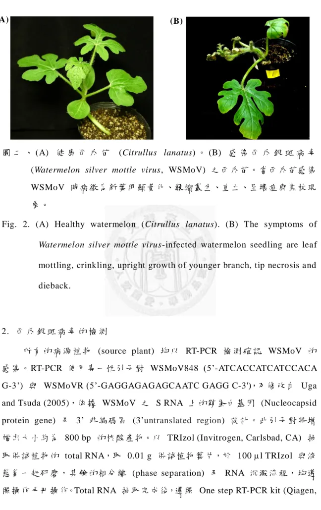 圖 二 、 (A)  健 康 西 瓜 苗   (Citrullus  lanatus) 。 (B)  感 染 西 瓜 銀 斑 病 毒   (Watermelon  silver  mottle  virus,  WSMoV)  之西瓜苗。當西 瓜苗感染   WSMoV  時病徵為新葉明顯黃化、皺縮叢 生、直立、呈壞疽 與焦枝 現 象。 