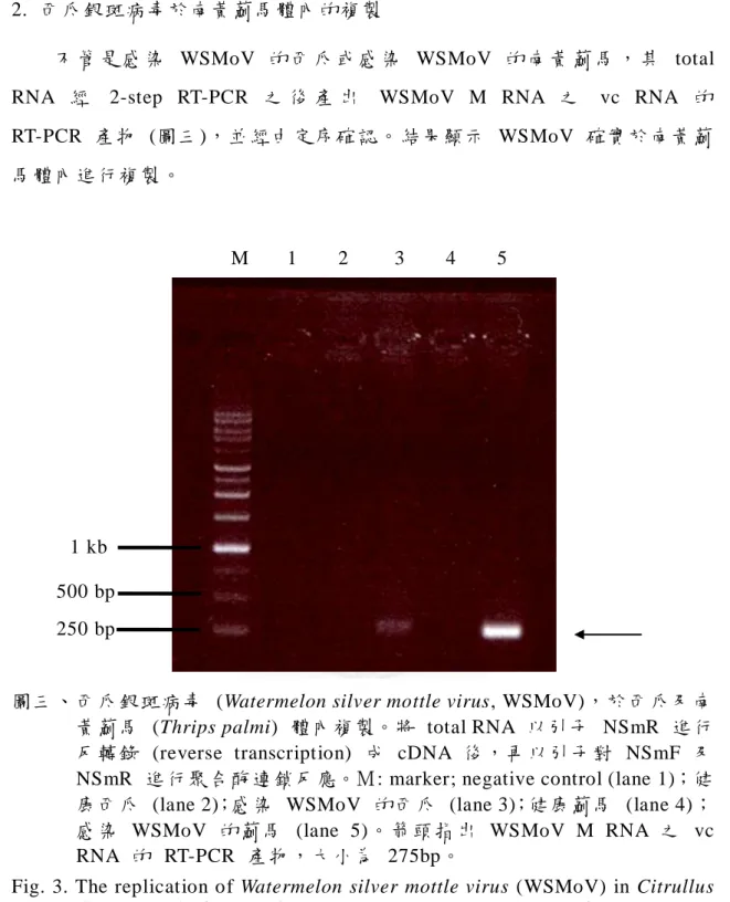 Fig. 3. The replication of  Watermelon silver mottle virus (WSMoV) in  Citrullus  lanatus and  Thrips palmi