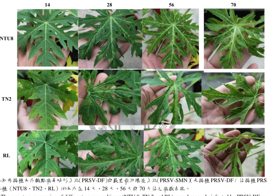 圖  七、非同步接種木瓜輪點病毒畸形系統（PRSV-DF）與嚴重嵌紋壞疽系統（PRSV-SMN） （先接種 PRSV-DF /  後接種 PRSV-SMN）