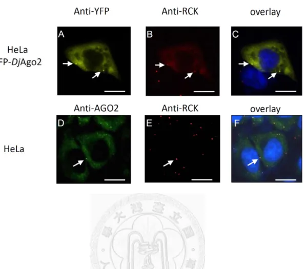 Figure 2. DjAgo2 accumulates at specific foci (white arrow) in the cytoplasm and  co-localizes with RCK/p54, a marker for RNA processing (P-) body