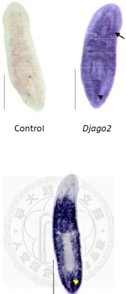 Figure 3. Expressions of Djago2 and DjpiwiA at the dorsal middle line of planarian. (A)  Expression of Djago2