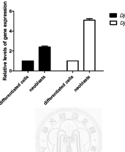 Figure 8. Quantitative analysis of Djago2 and DjpiwiA mRNA levels in neoblasts and  differentiated cells isolated from single-cell suspensions