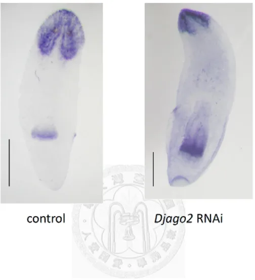 Figure 10. Limited head regeneration was observed in Djago2 silenced animals. Some  specimens (Djago2 RNAi-treated trunks) incompletely regenerate their new heads with  only one photoreceptor on Day 14 post-amputation