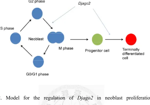 Figure 12. Model for the regulation of Djago2 in neoblast proliferation and  differentiation