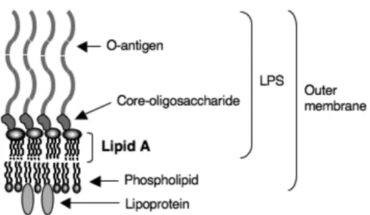 Fig. 1- 1 Schematic structure of lipopolysaccharide (LPS) of the outer membrane of P. 