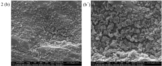 Fig. 4- 2 SEM images of (b) Group 2 of P.gingivalis, magnification 5000 X ; (b´) Group  2 of P.gingivalis, magnification 10000 X   